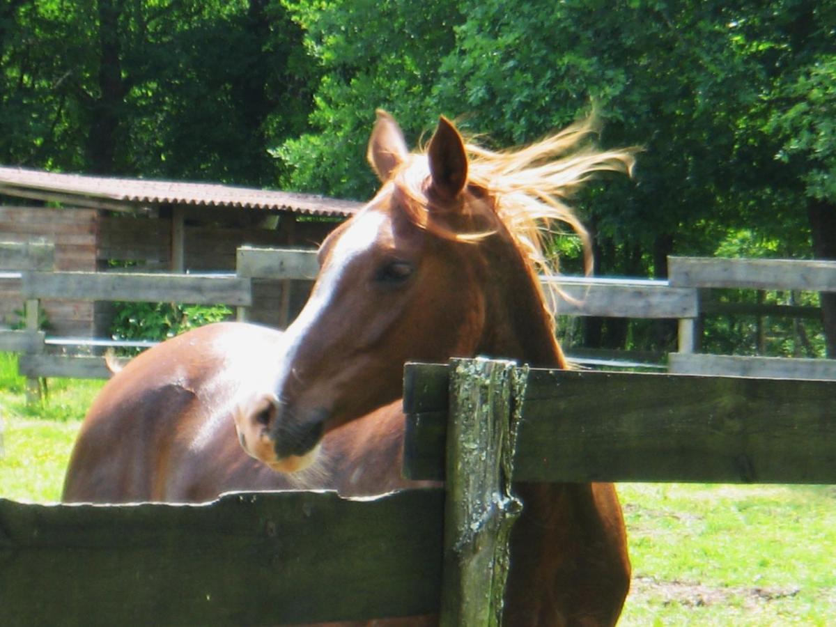 Bed and Breakfast Le Ranch Amadeus Saint-Paul-en-Born Exterior foto